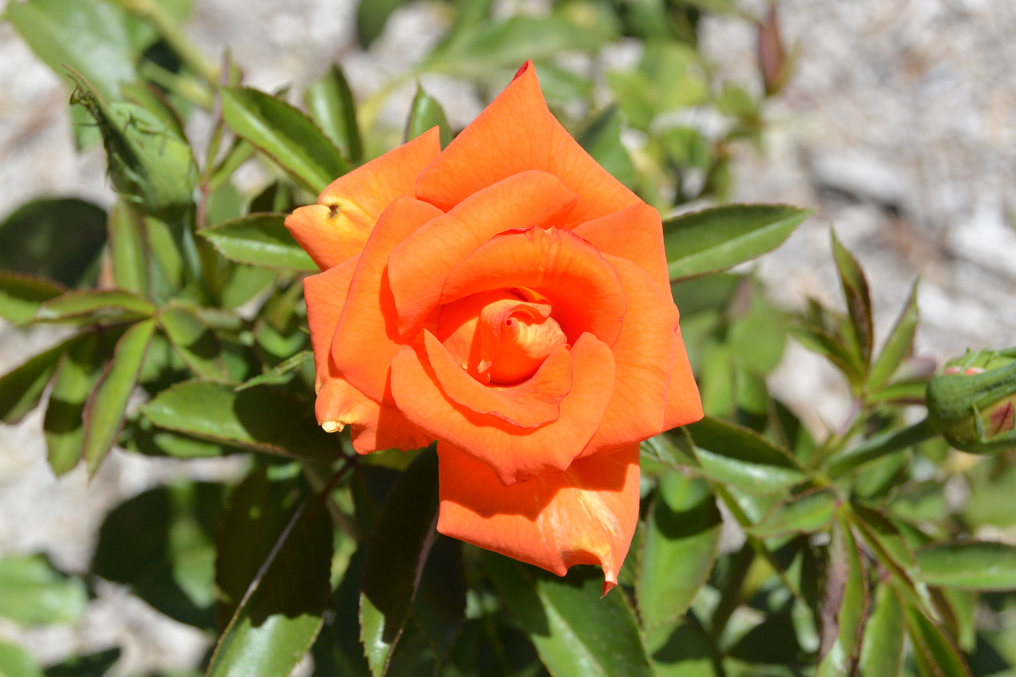 Nikon 1 AW1 sample photo. Flowers photography