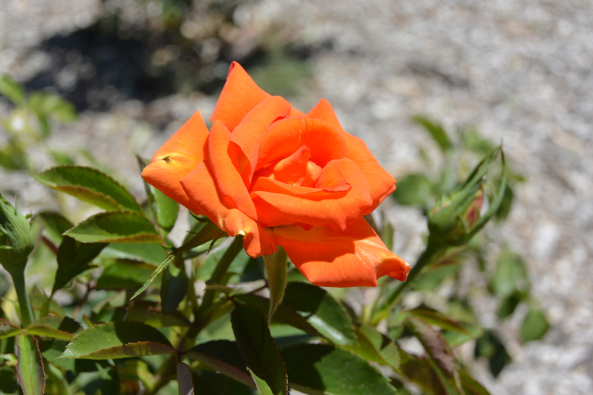 Nikon 1 AW1 sample photo. Flowers photography