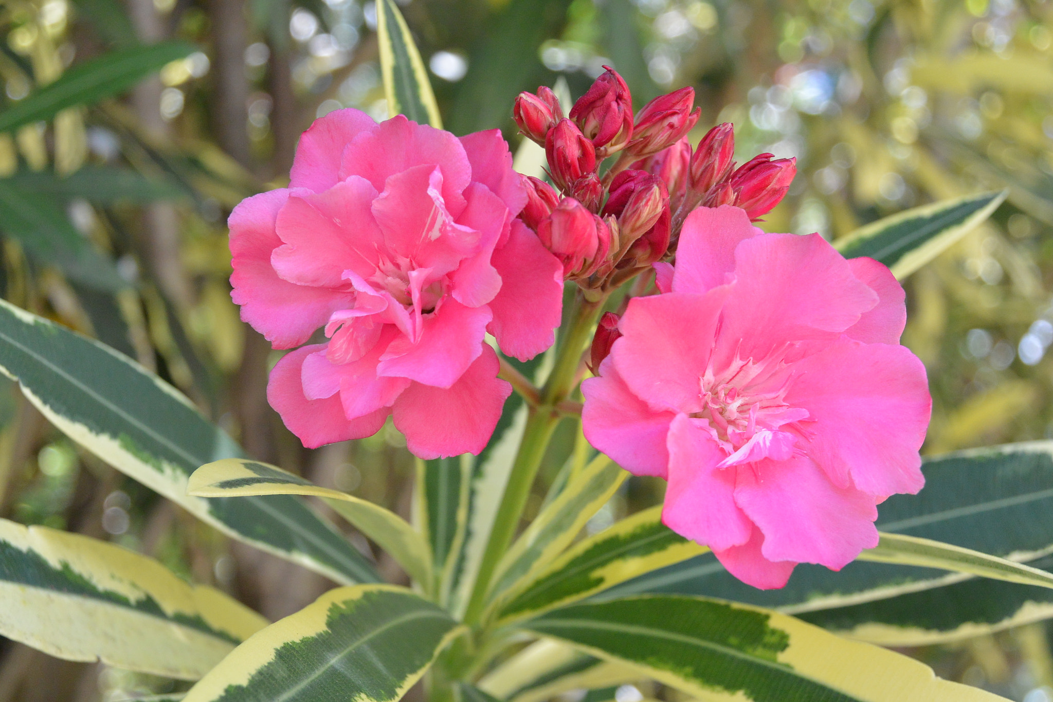 Nikon 1 AW1 sample photo. Flowers photography