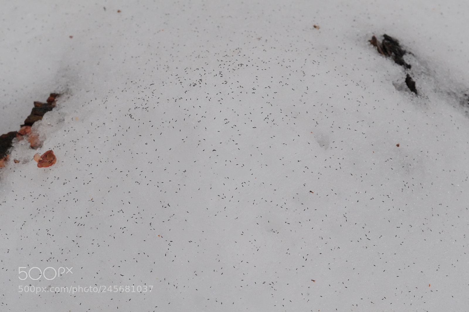 Fujifilm X-Pro2 sample photo. First snow fleas photography