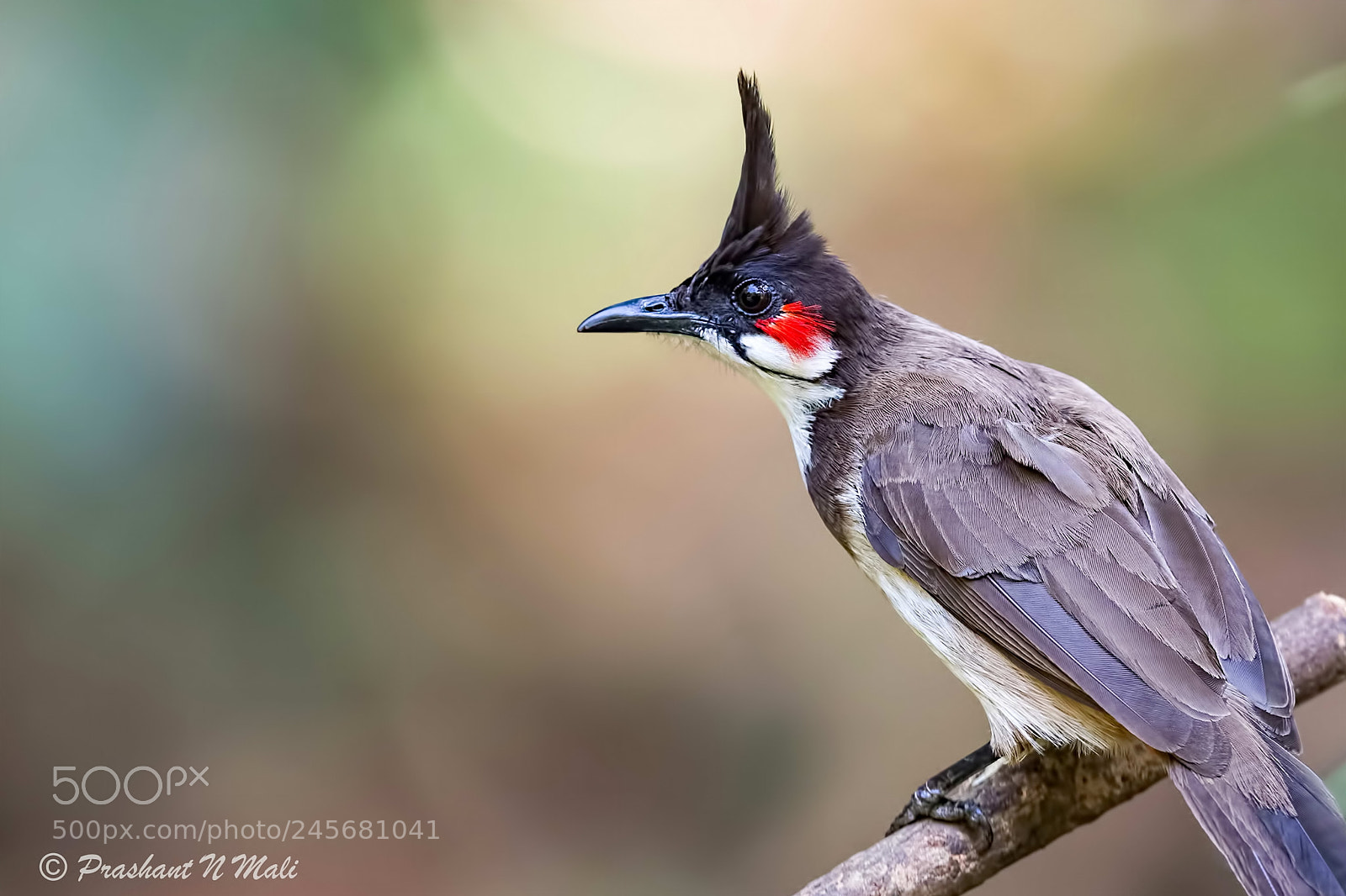 Canon EOS 7D Mark II sample photo. Redwhiskeredbulbul photography