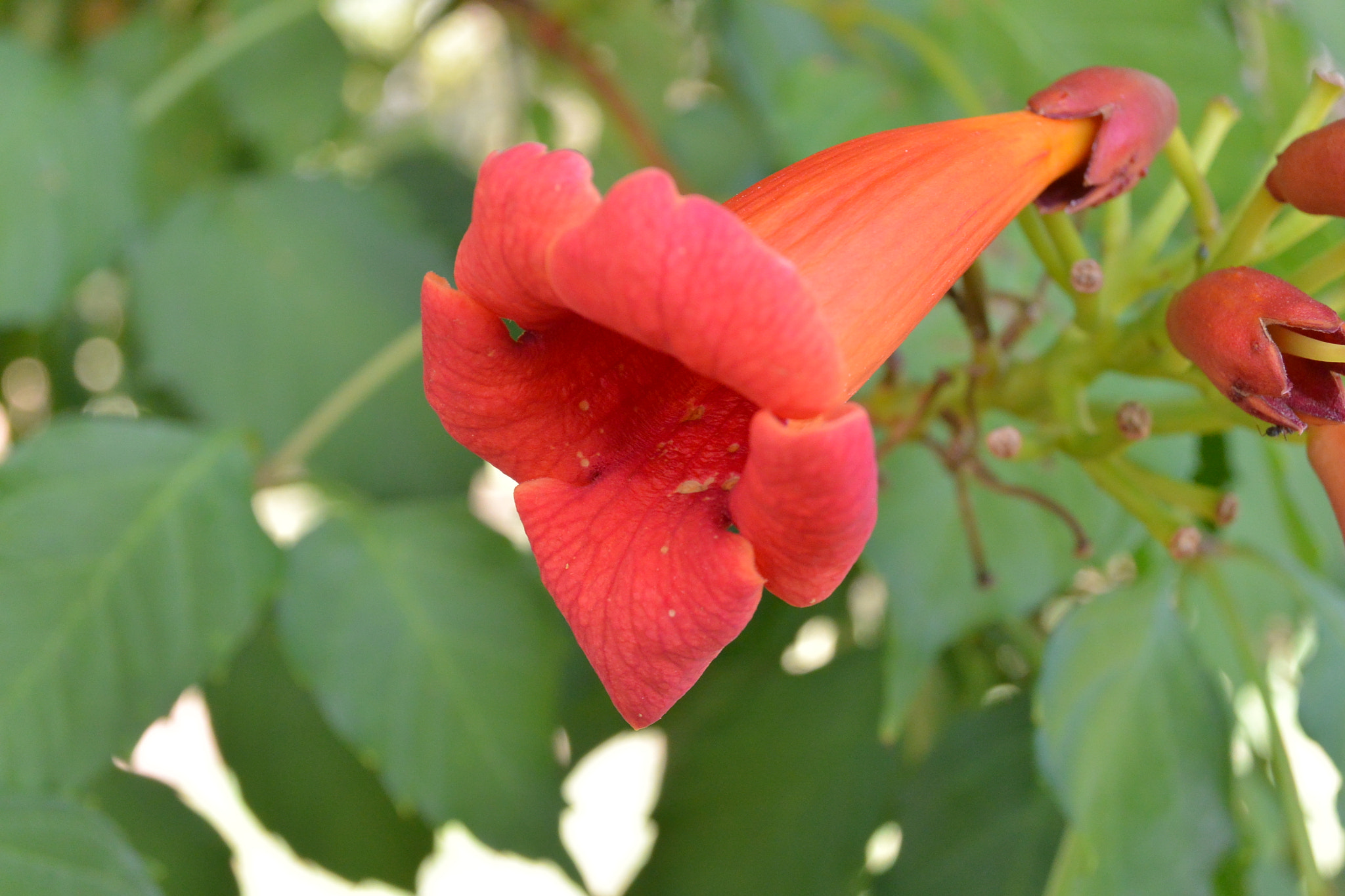 Nikon 1 AW1 sample photo. Flowers photography