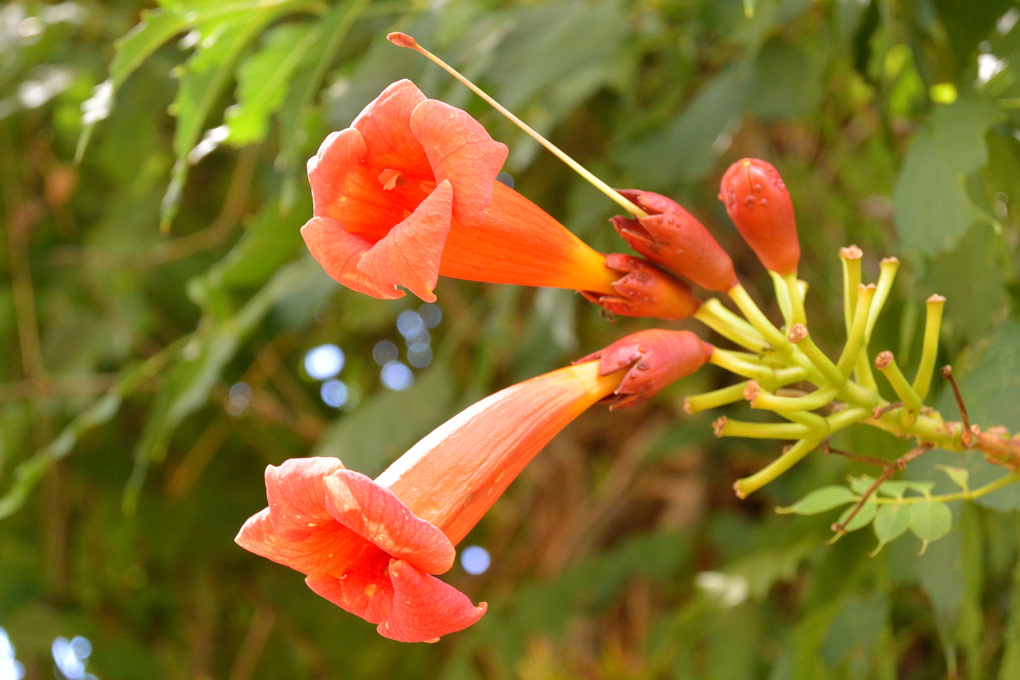 Nikon 1 AW1 sample photo. Flowers photography