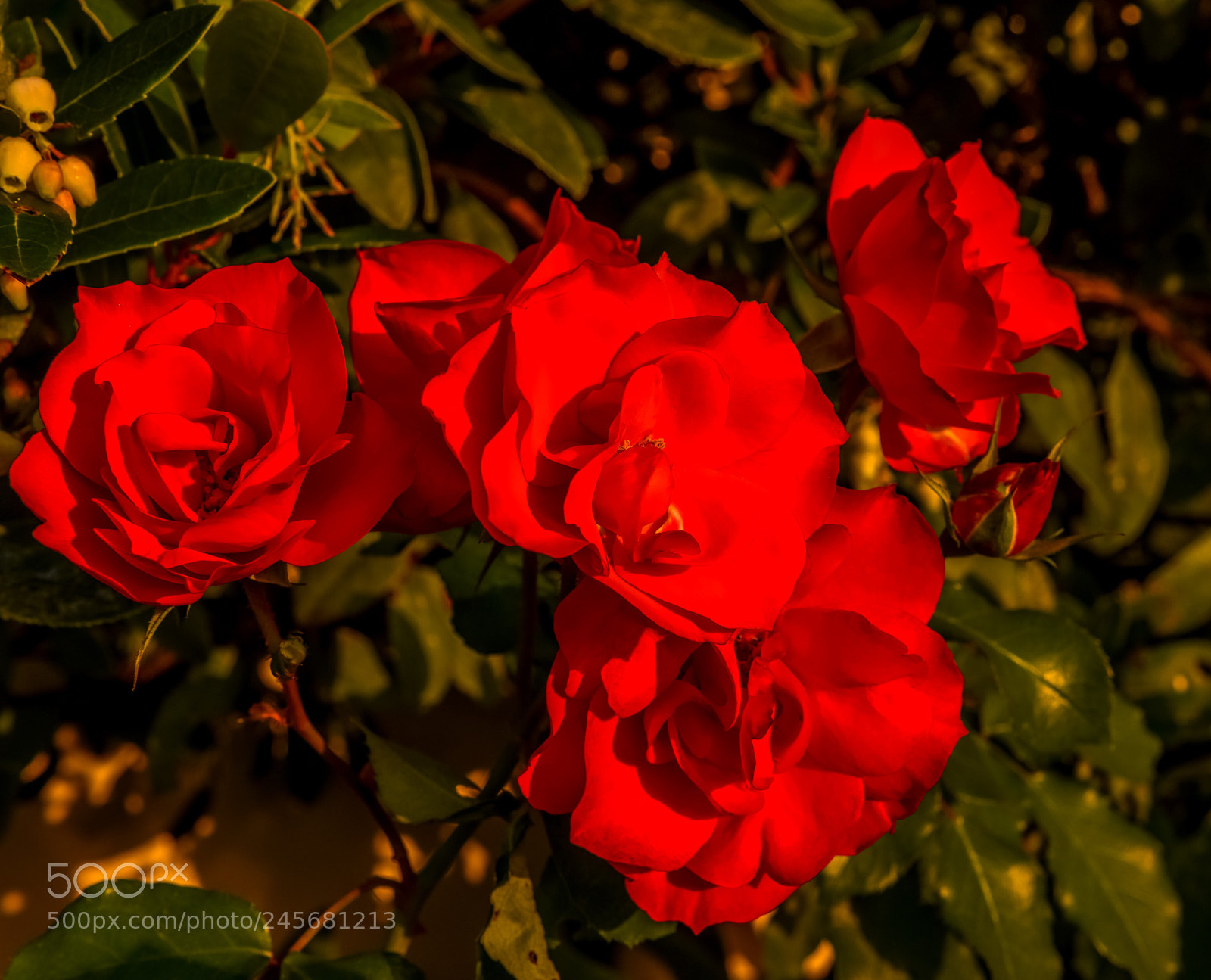 Nikon D810 sample photo. Seeing red! photography