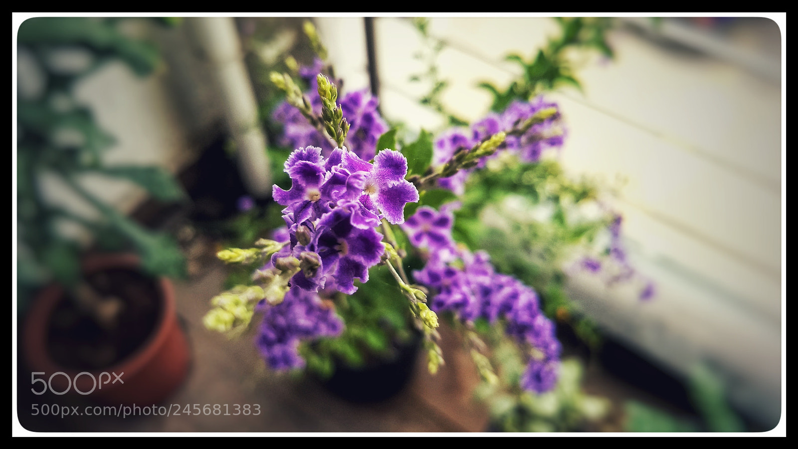 Motorola Moto G (5) Plus sample photo. Violet bloom photography