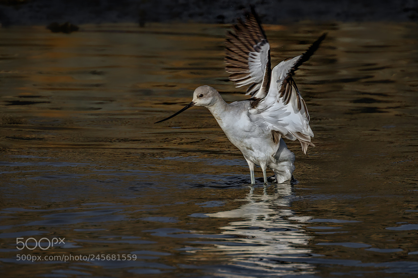 Canon EOS 7D Mark II sample photo. Avocet flapping photography