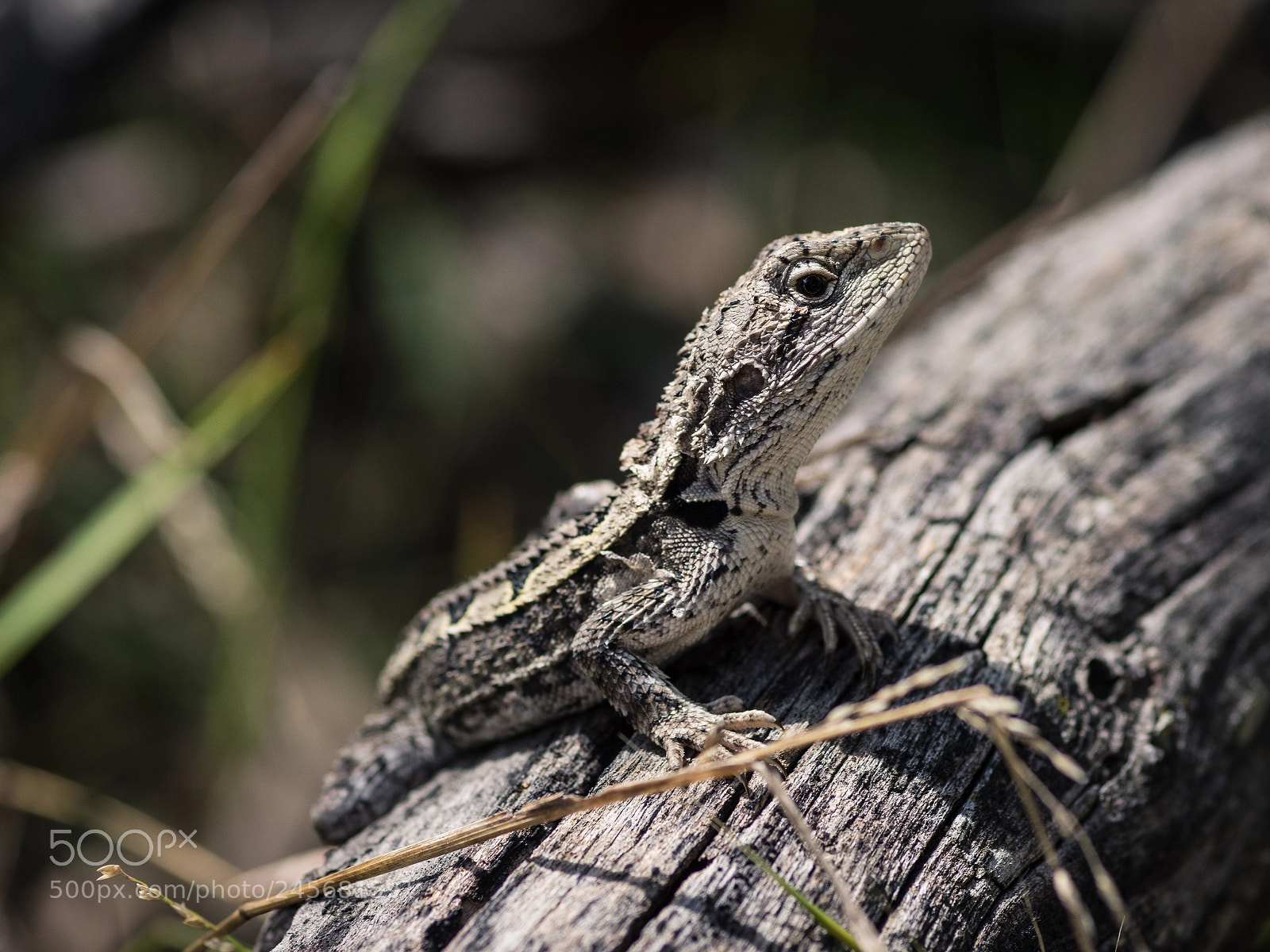 Nikon D7200 sample photo. Jacky dragon at swallow photography