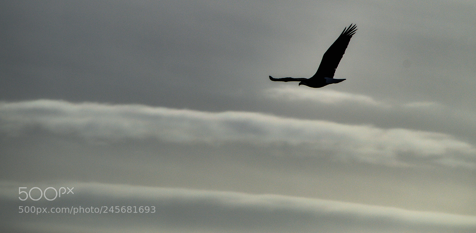 Nikon D3200 sample photo. Bald eagle photography