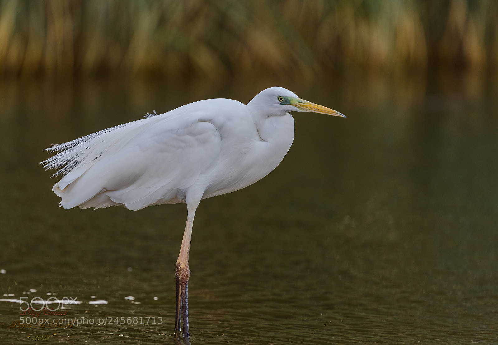 Canon EOS-1D X Mark II sample photo. Egret photography