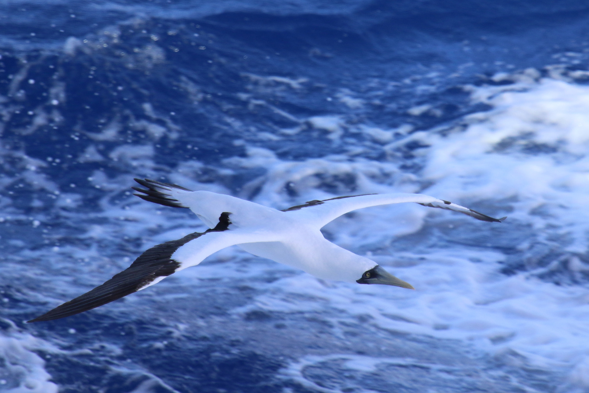 Canon EOS 7D Mark II + Canon EF 100-400mm F4.5-5.6L IS USM sample photo. Masked booby in flight photography