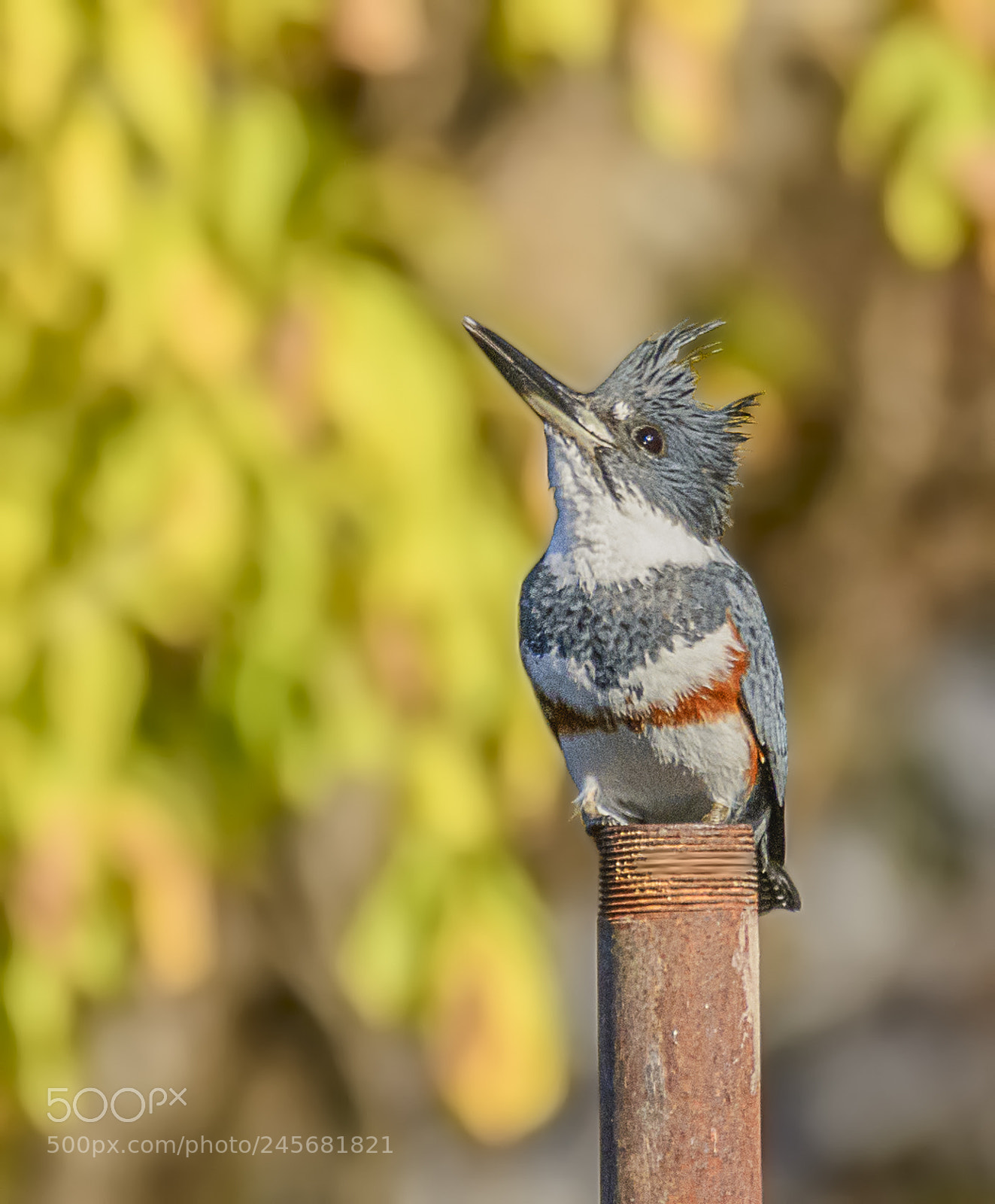 Nikon D7100 sample photo. Belted kingfisher not happy photography