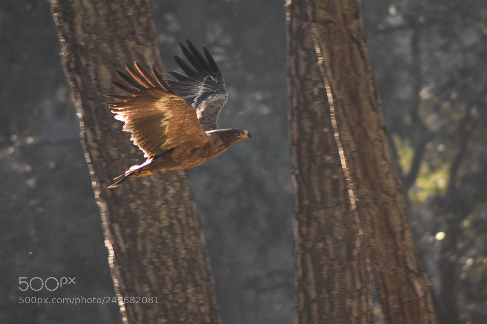 Nikon D5500 sample photo. Up up and away photography