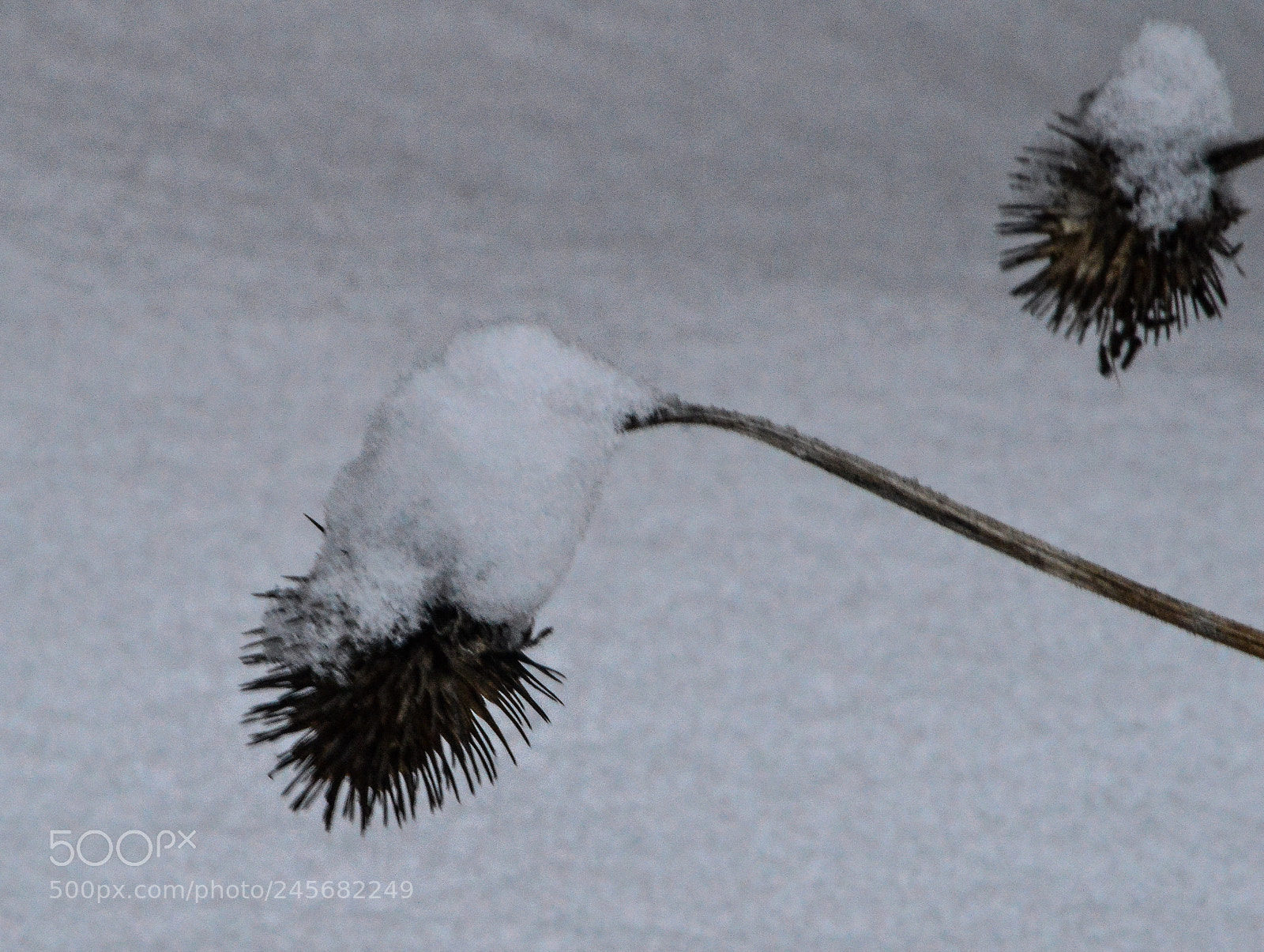 Nikon D3200 sample photo. Winter loads photography