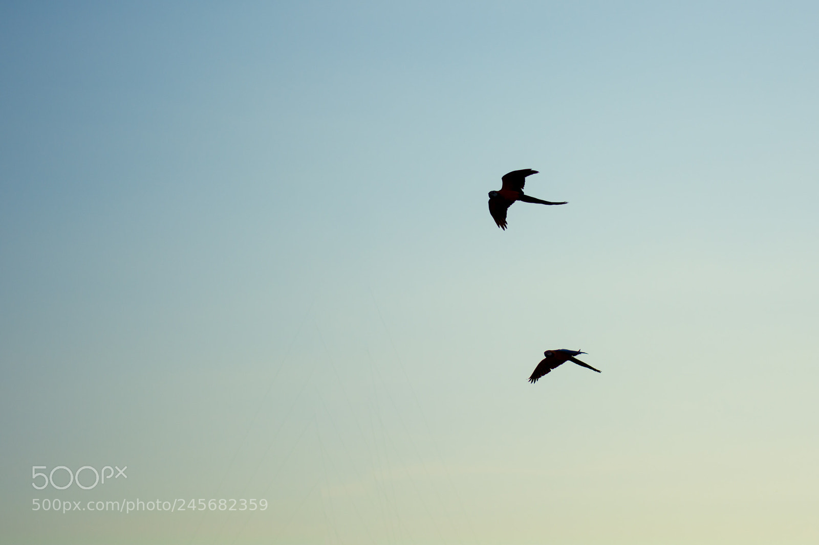 Nikon D7100 sample photo. Birds photography