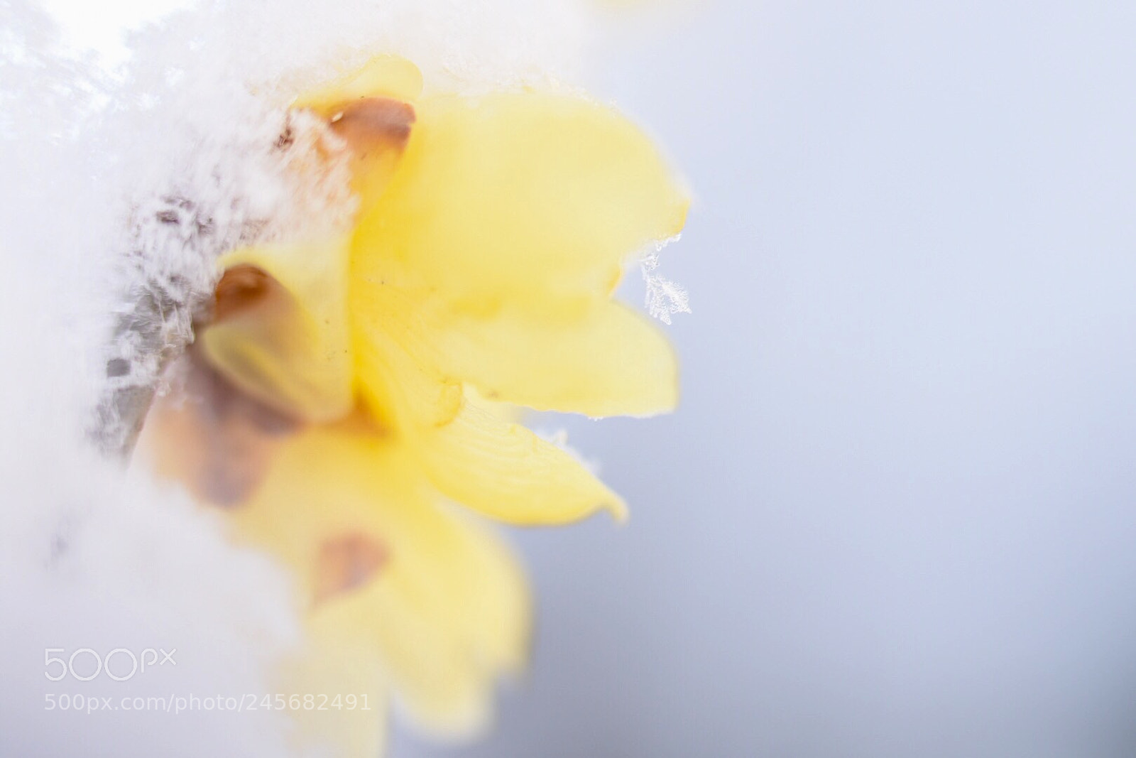 Nikon D7200 sample photo. Snow photography