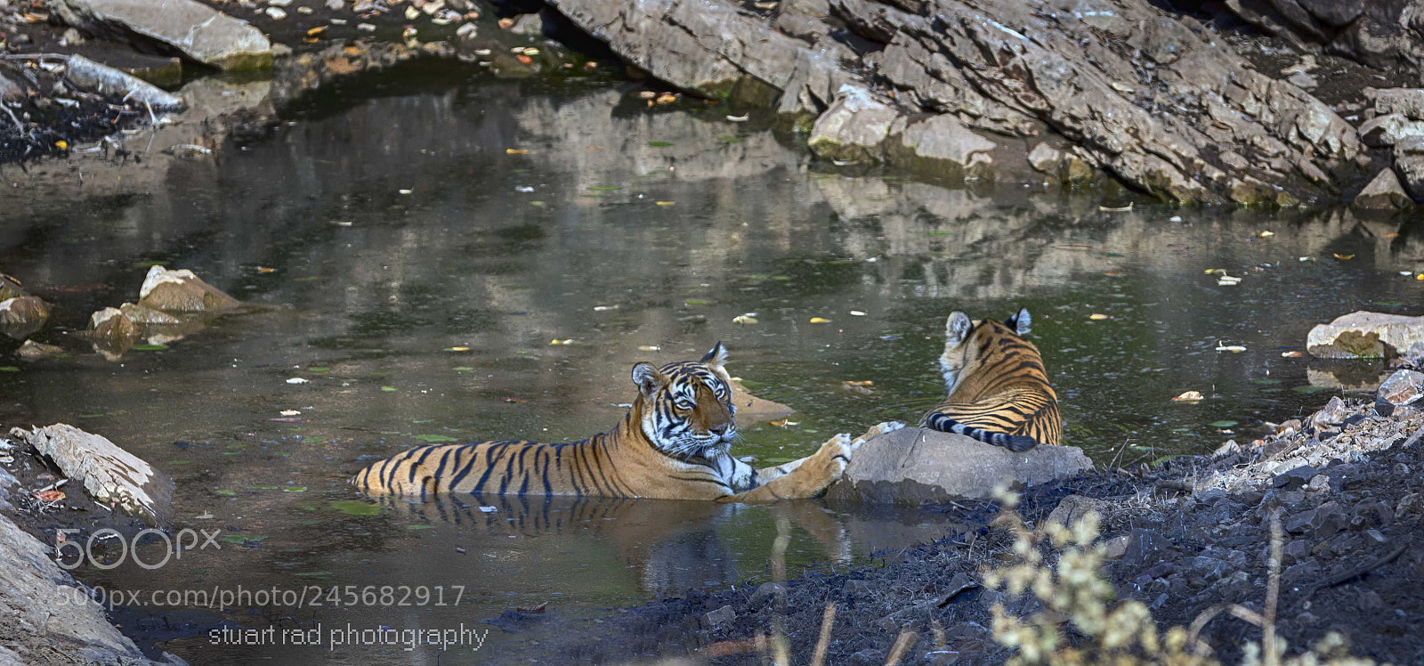 Canon EOS 7D Mark II sample photo. Having a dip photography