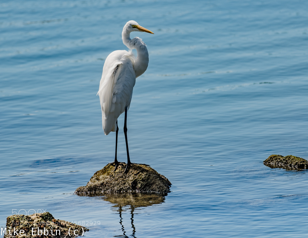 Nikon D810 sample photo. Cme photography