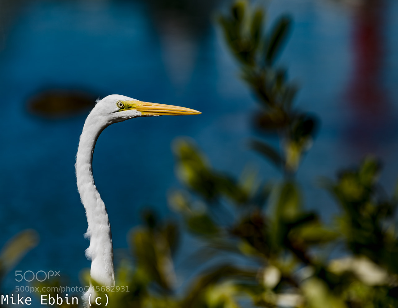 Nikon D810 sample photo. Cme photography