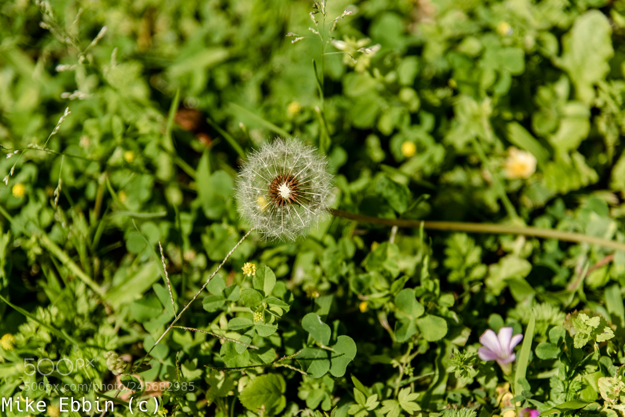 Nikon D810 sample photo. Cme photography