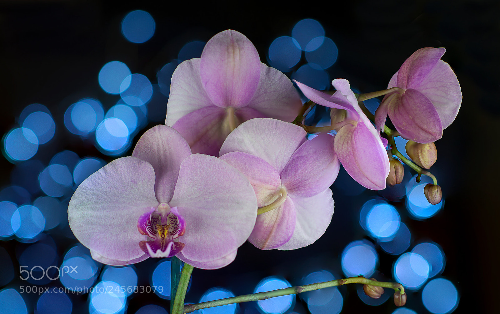 Nikon D800E sample photo. Orchid bokeh photography