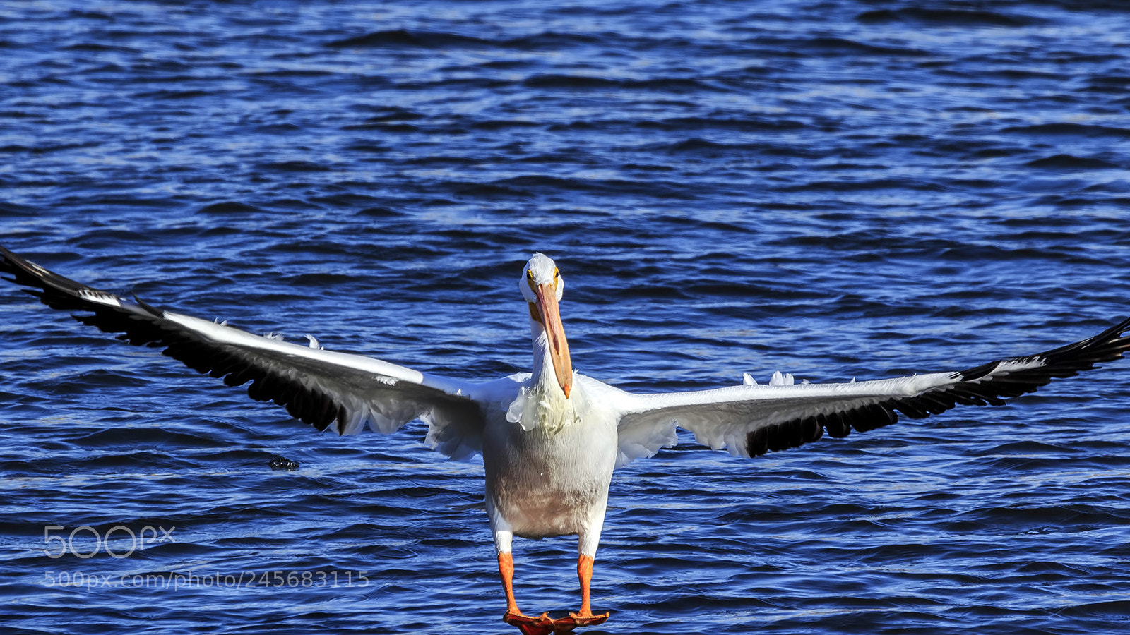 Canon EOS 7D Mark II sample photo. Pelican photography