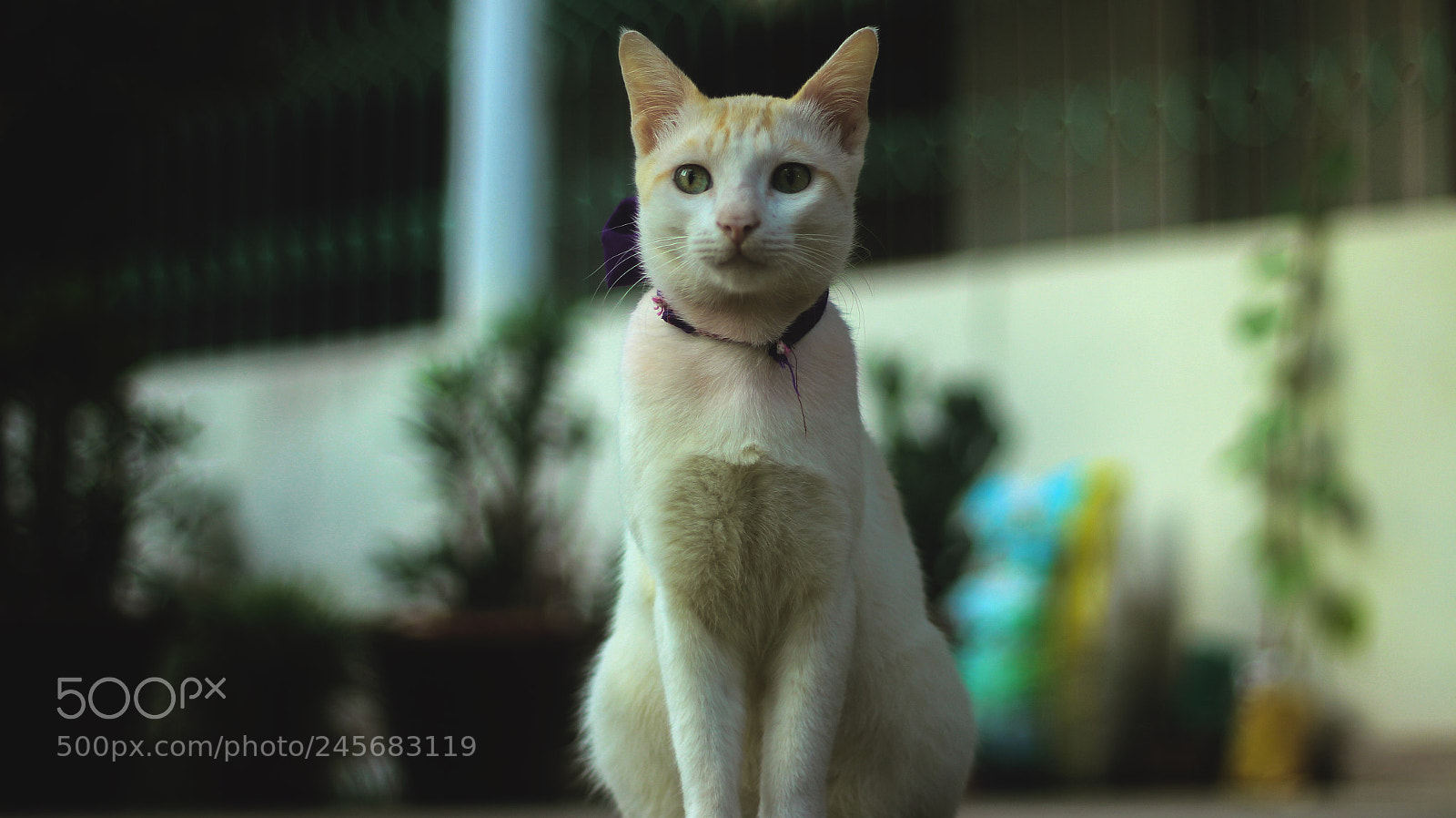 Canon EOS 700D (EOS Rebel T5i / EOS Kiss X7i) sample photo. Pet portrait photography