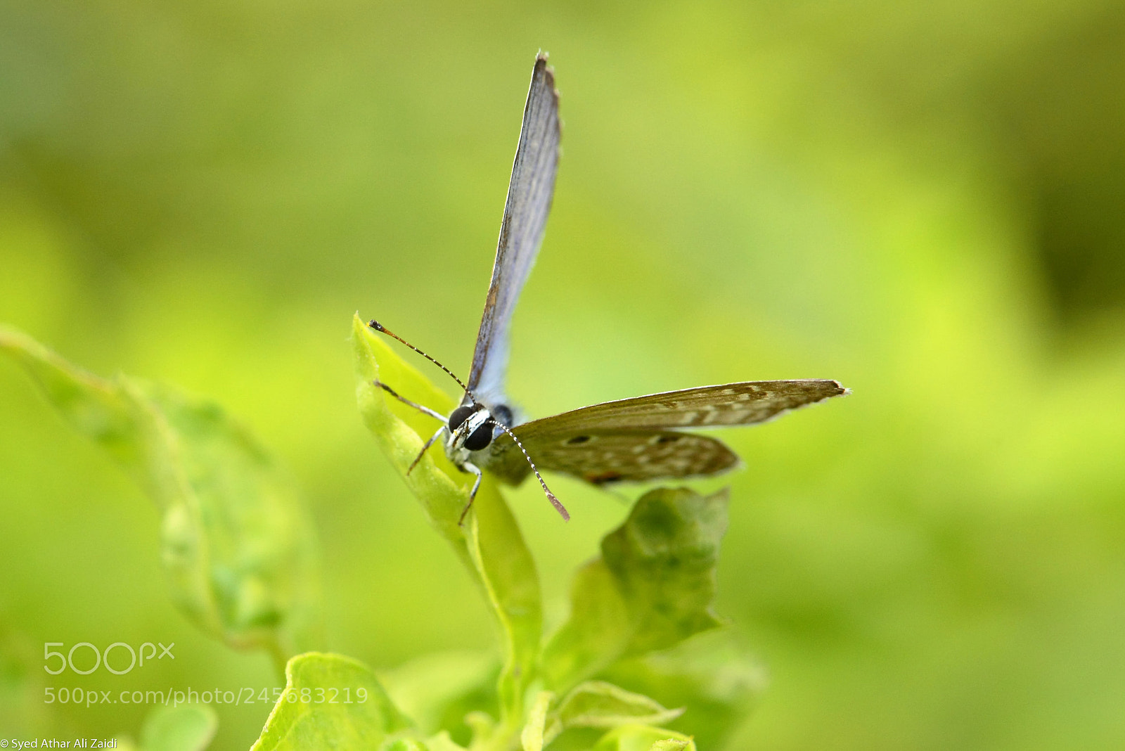 Nikon D800E sample photo. Butterfly photography