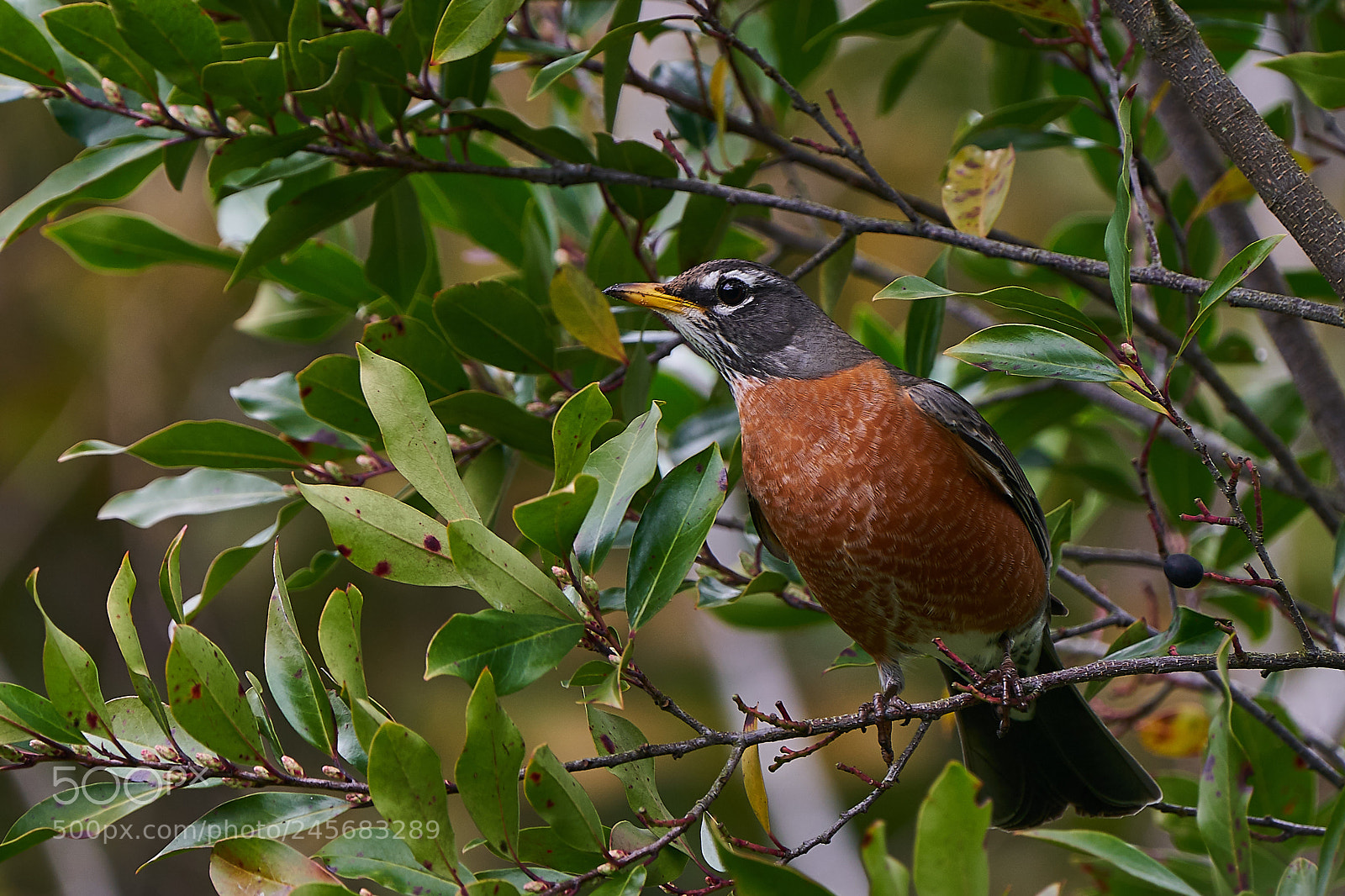 Sony a9 sample photo. American robin photography