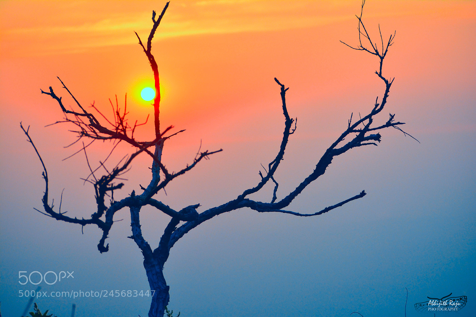 Nikon D5200 sample photo. Backlighted tree photography