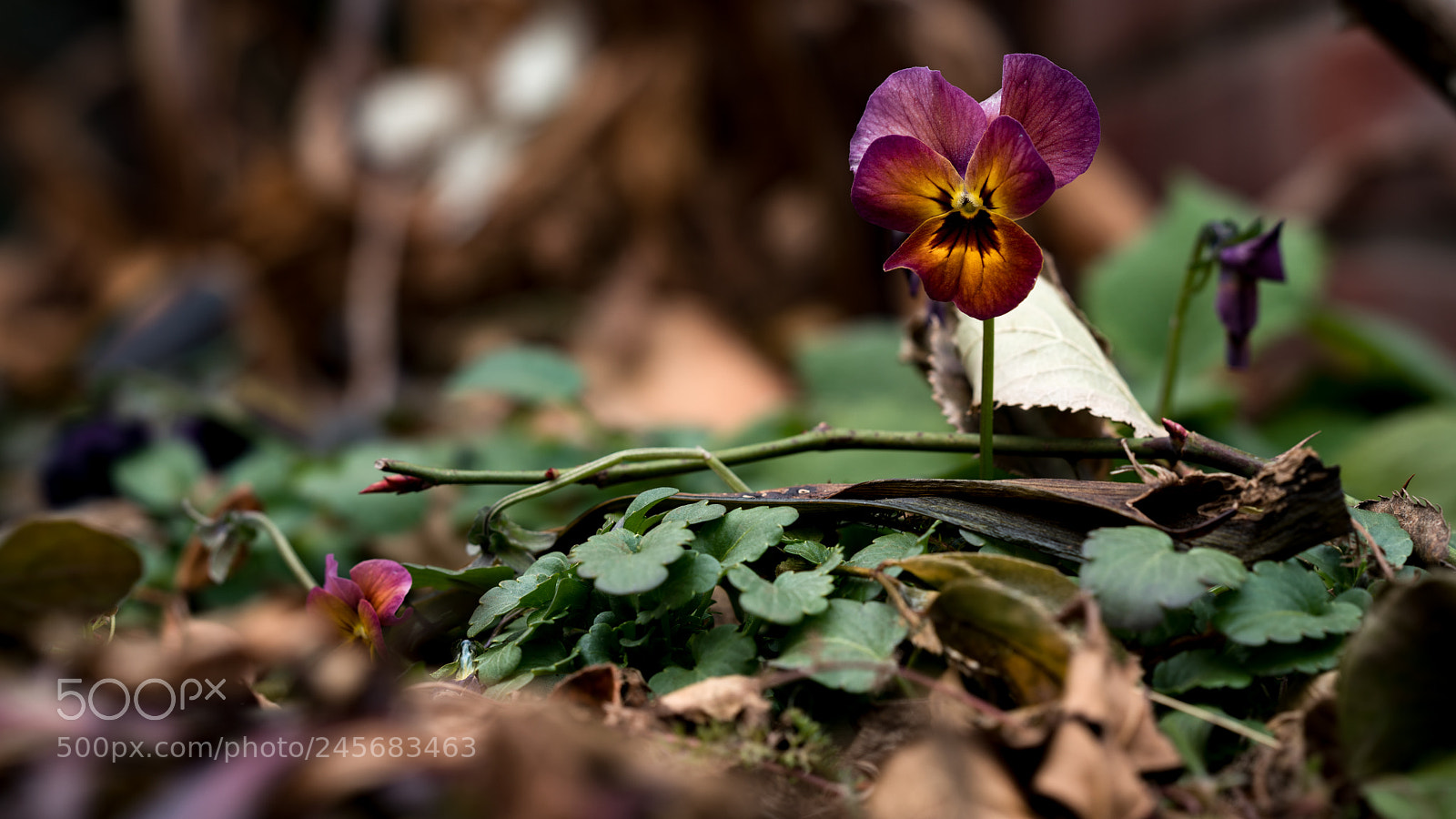 Sony a7R II sample photo. Flower photography