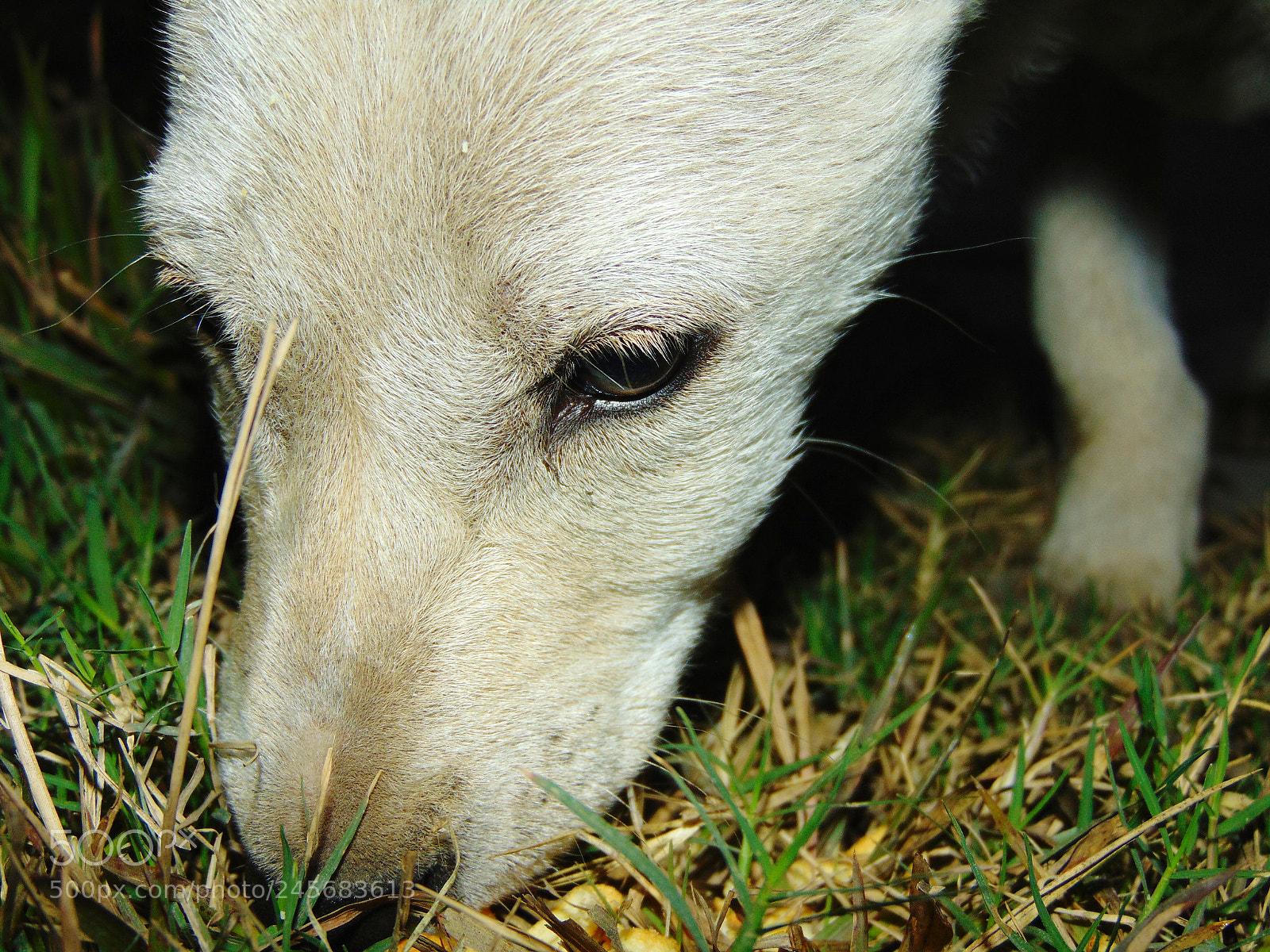 Sony Cyber-shot DSC-H300 sample photo. My lovely pet photography