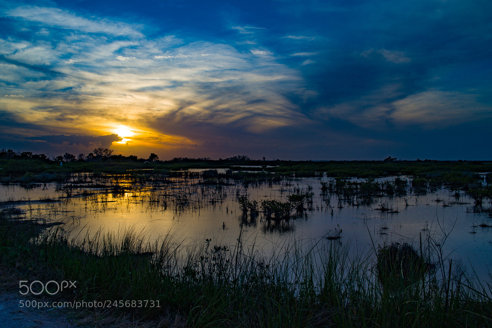 Nikon D800E sample photo. Black point wildlife drive photography