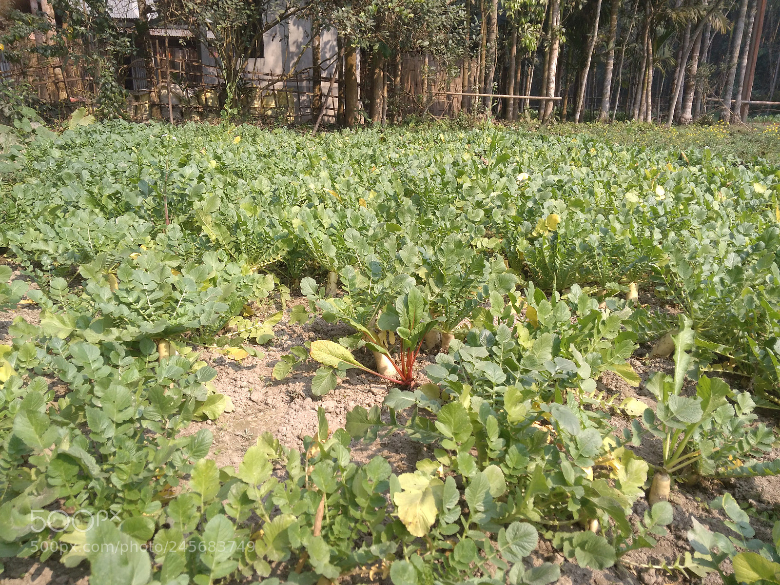 Xiaomi Redmi 4A sample photo. Img_20180209_102544.jpg photography