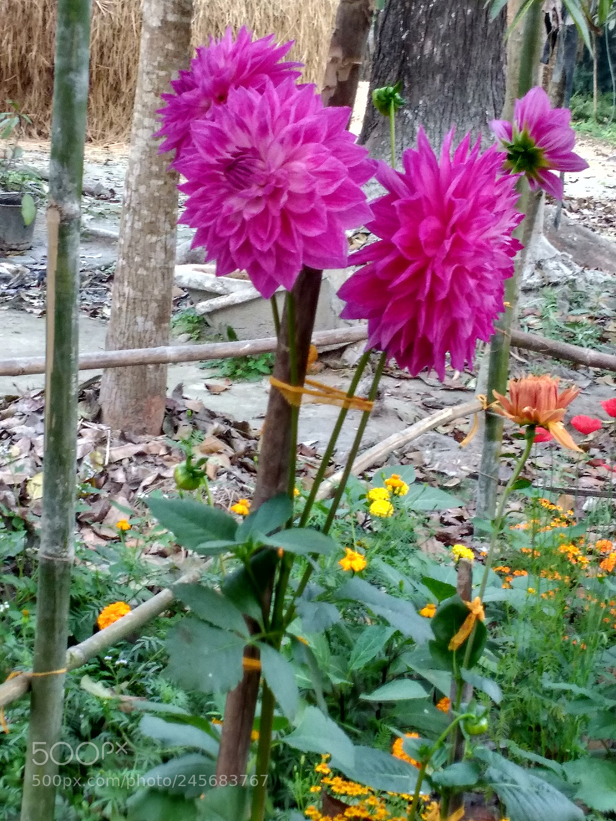 Xiaomi Redmi 4A sample photo. Hdr photography