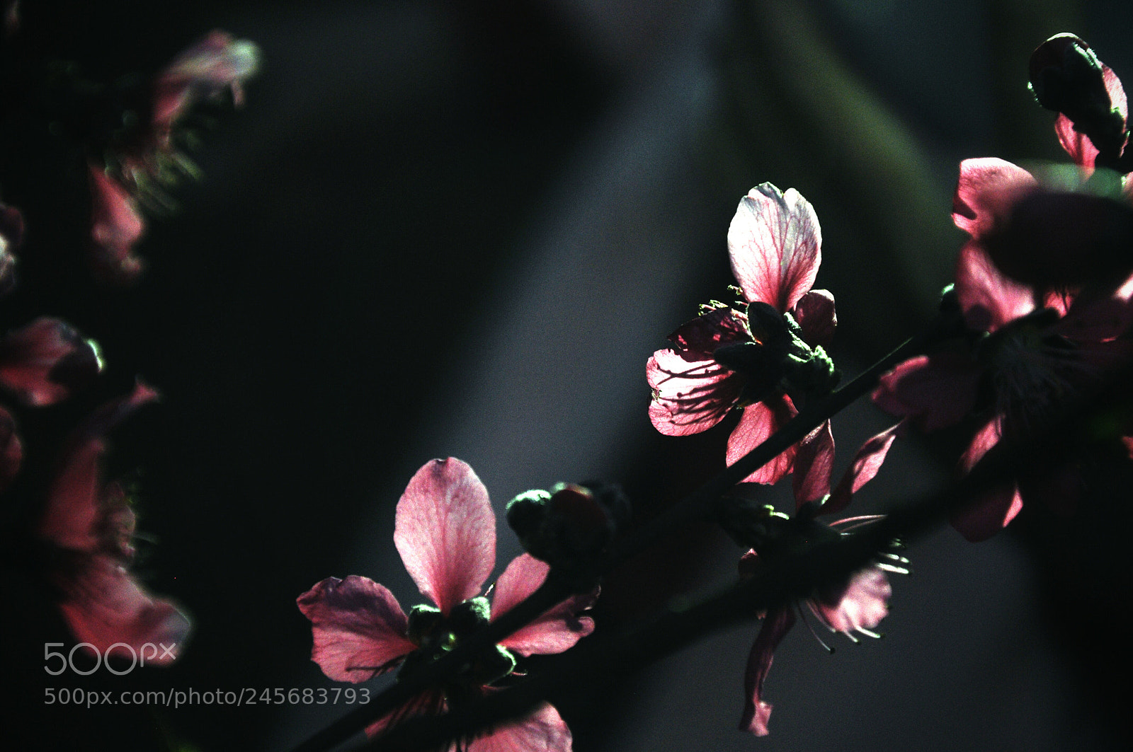 Nikon D90 sample photo. 那些花 photography