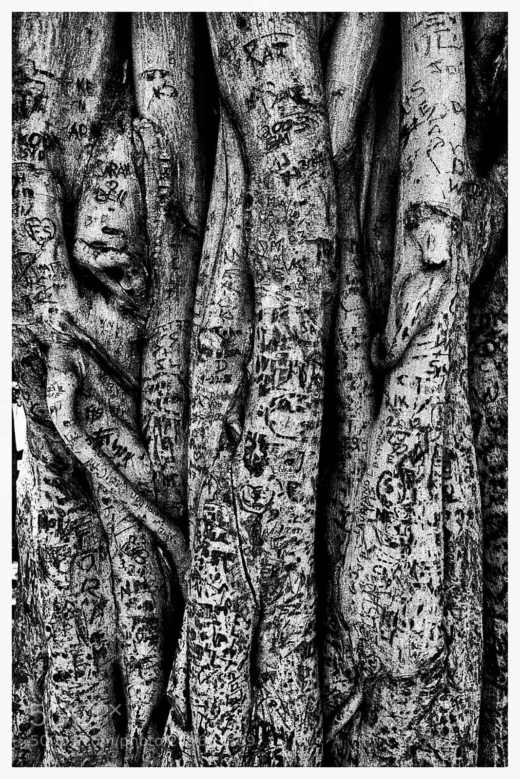 Fujifilm X-Pro2 sample photo. Detail of banyan tree photography