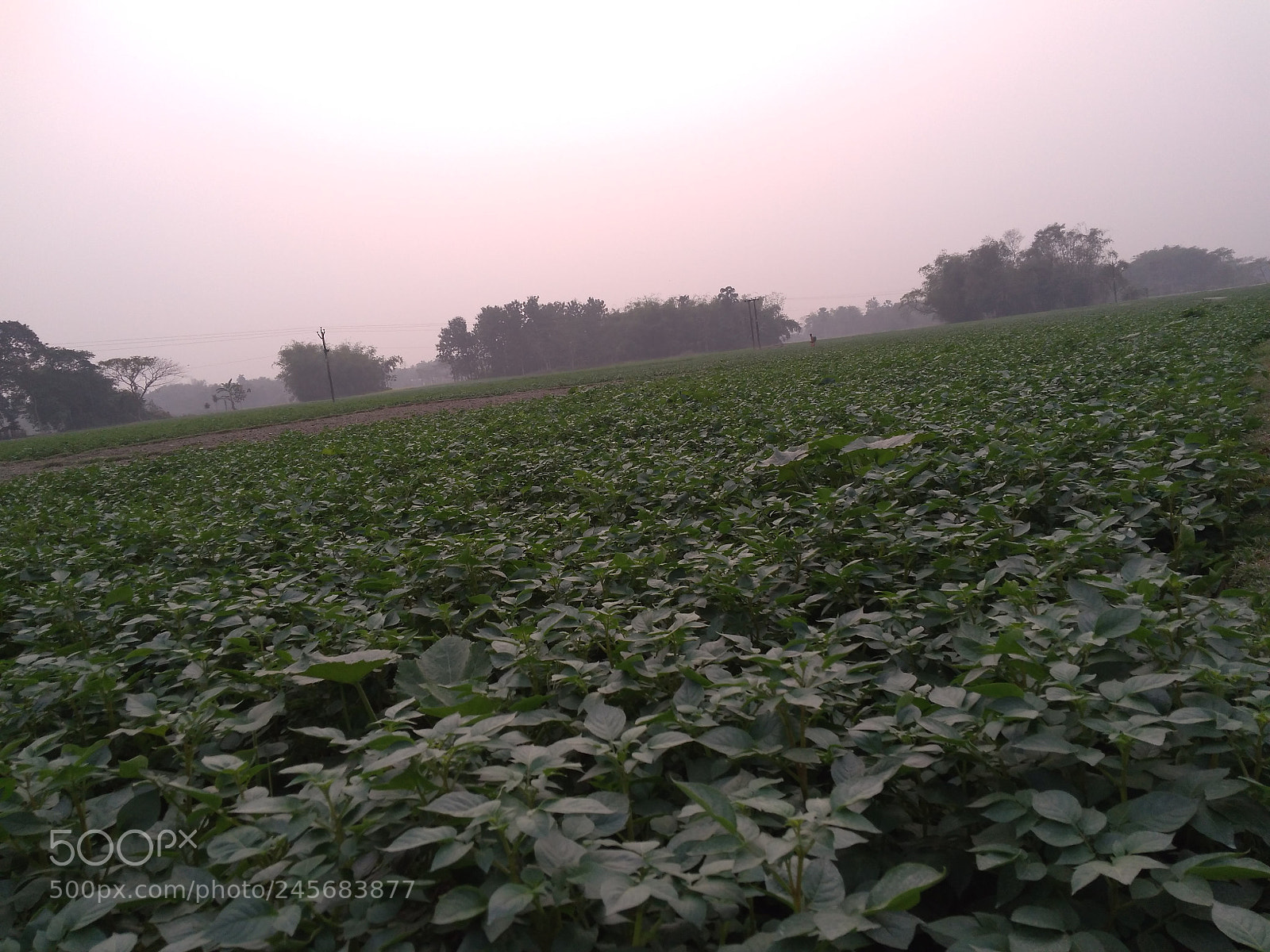 Xiaomi Redmi 4A sample photo. Img_20180206_150044.jpg photography