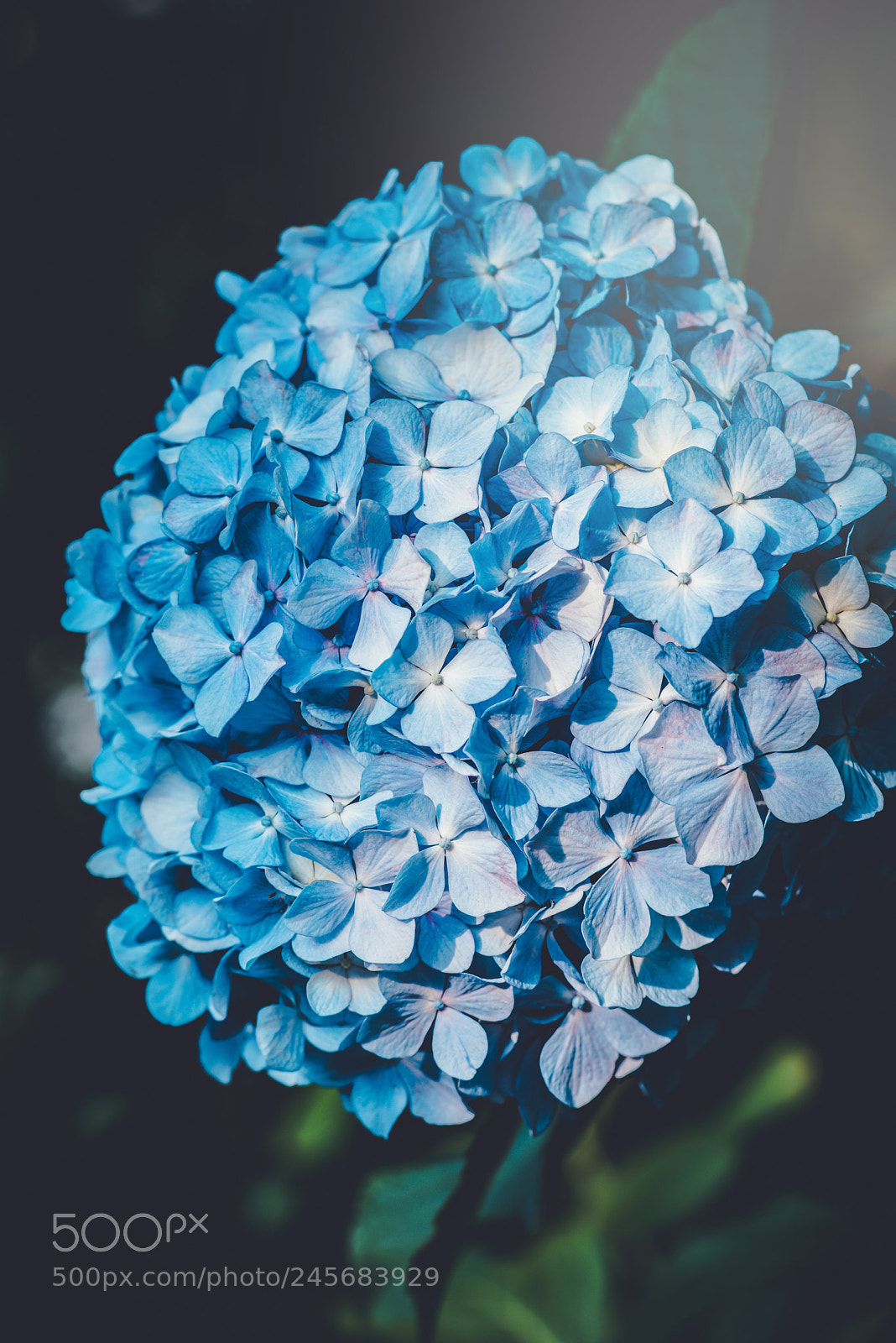 Nikon D810 sample photo. Untitled photography