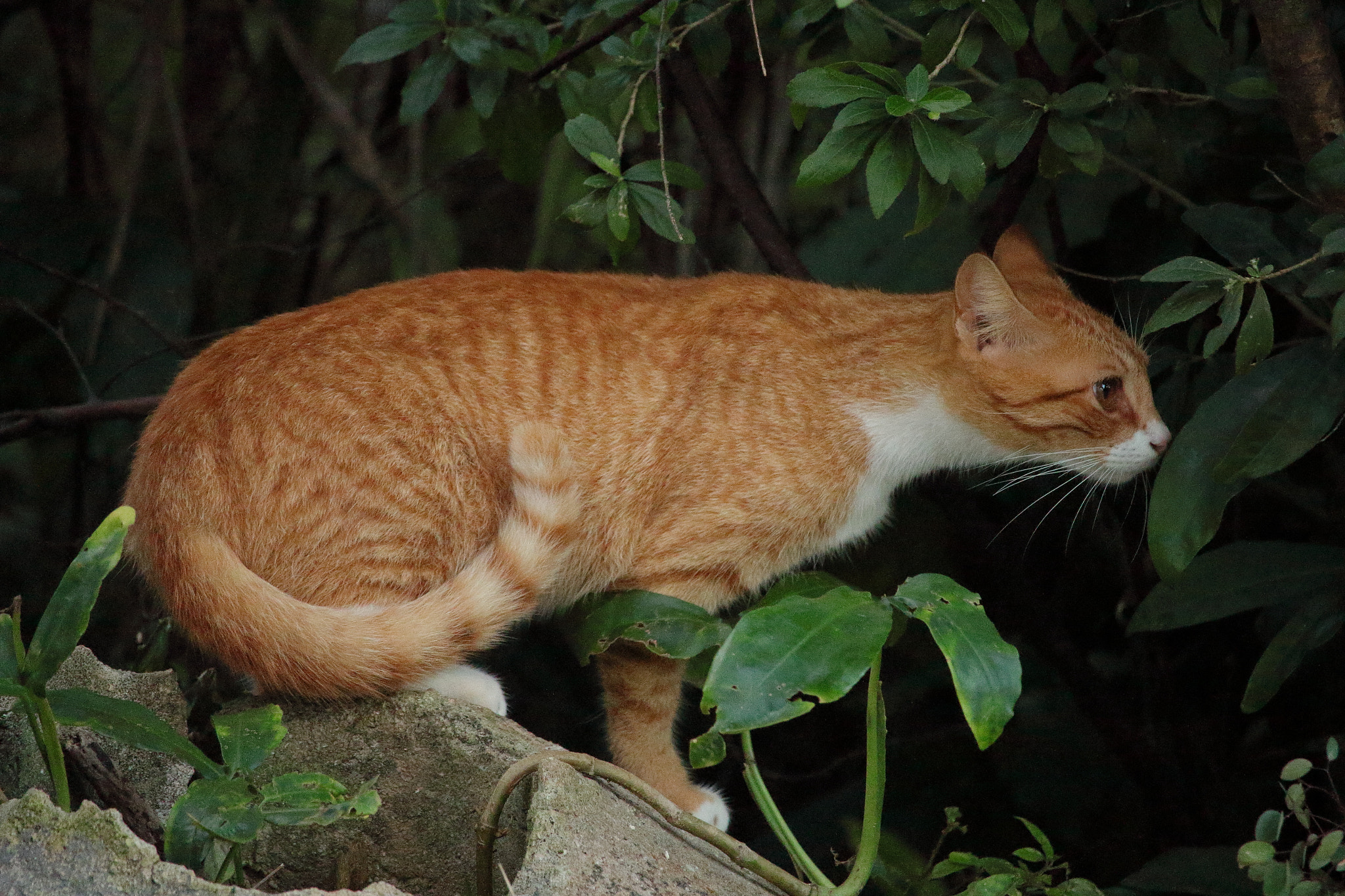 Canon EF-S 55-250mm F4-5.6 IS STM sample photo. Contemplating whether a movement in the bush nearby could be a snack... photography