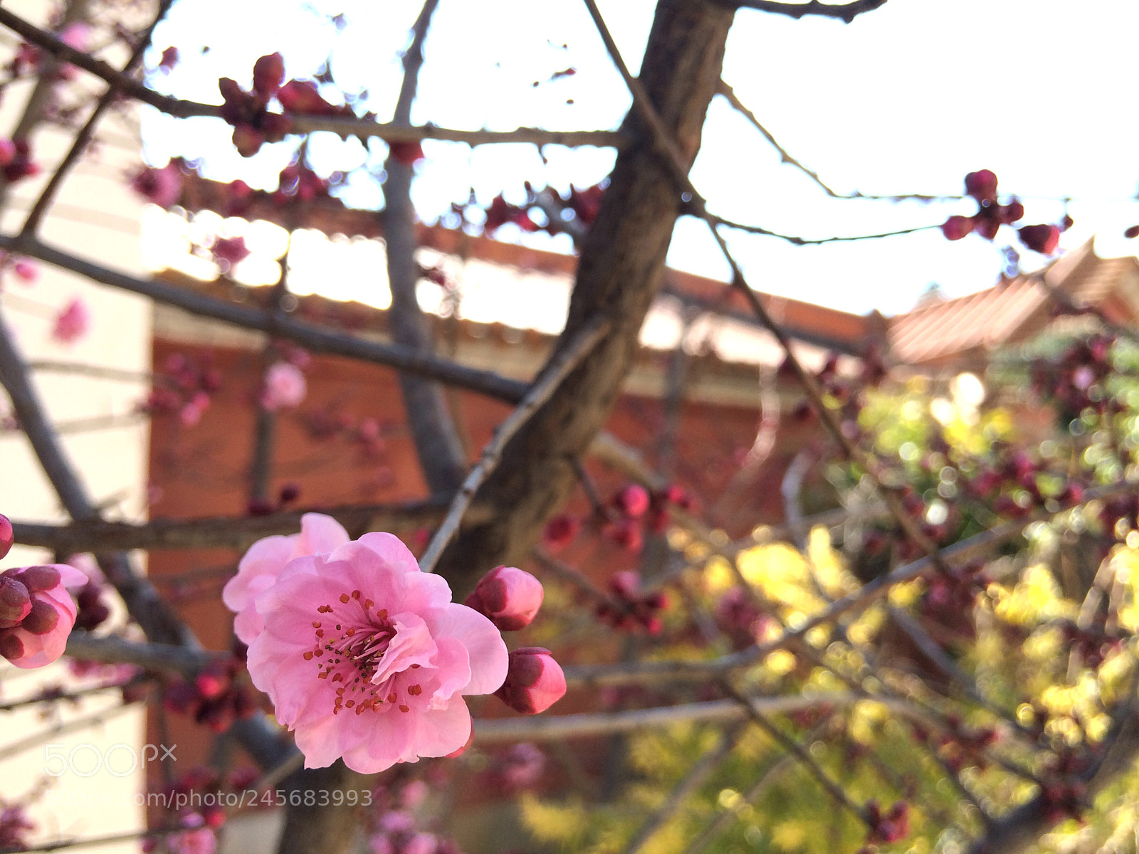 Apple iPhone 5s sample photo. Untitled photography