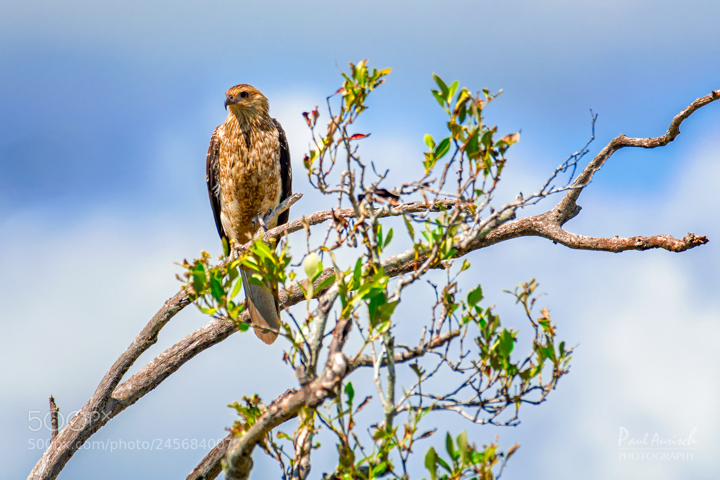Nikon D500 sample photo. White-bellied sea eagle: juvenile photography