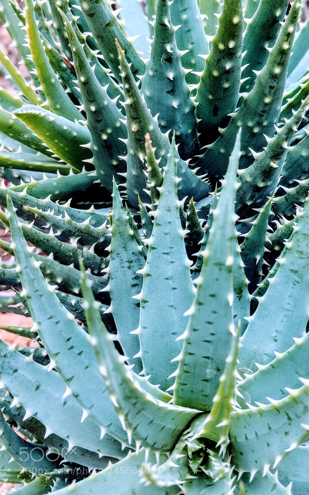 Google Pixel 2 sample photo. Untitled photography