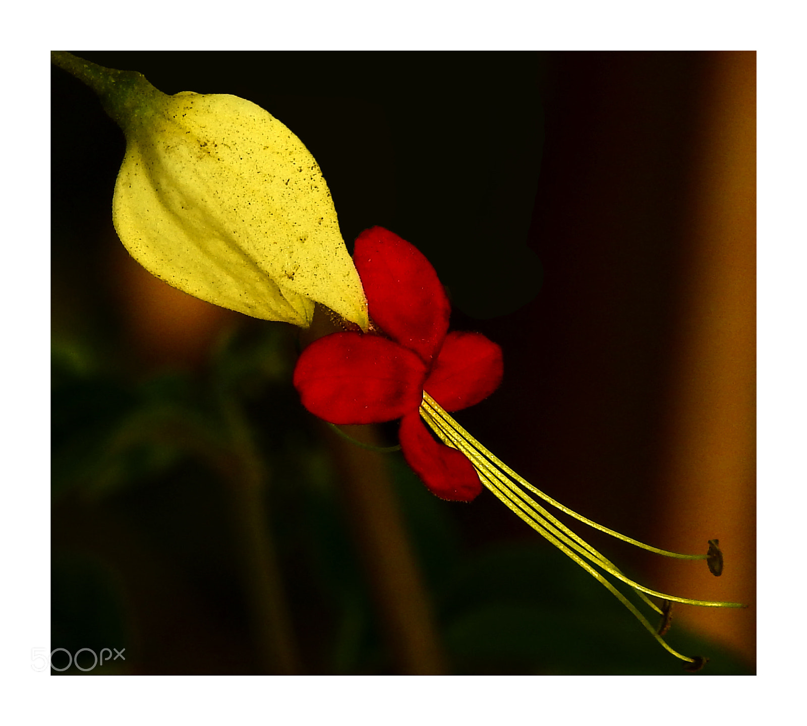 Nikon Coolpix P900 sample photo. Red flower photography