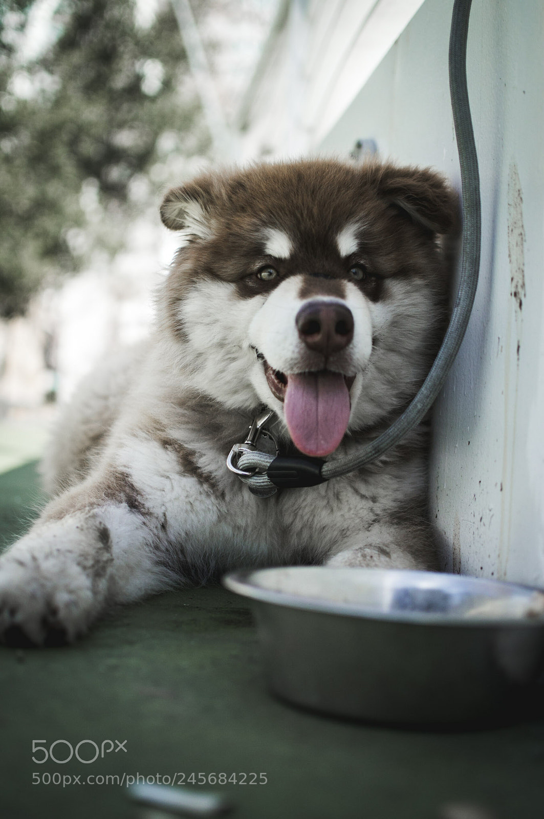 Nikon D3200 sample photo. Thor: dog of thunder photography