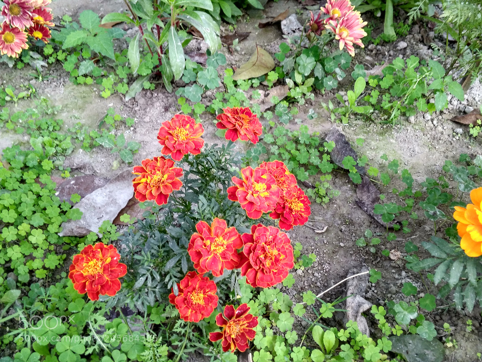 Xiaomi Redmi 4A sample photo. Hdr photography
