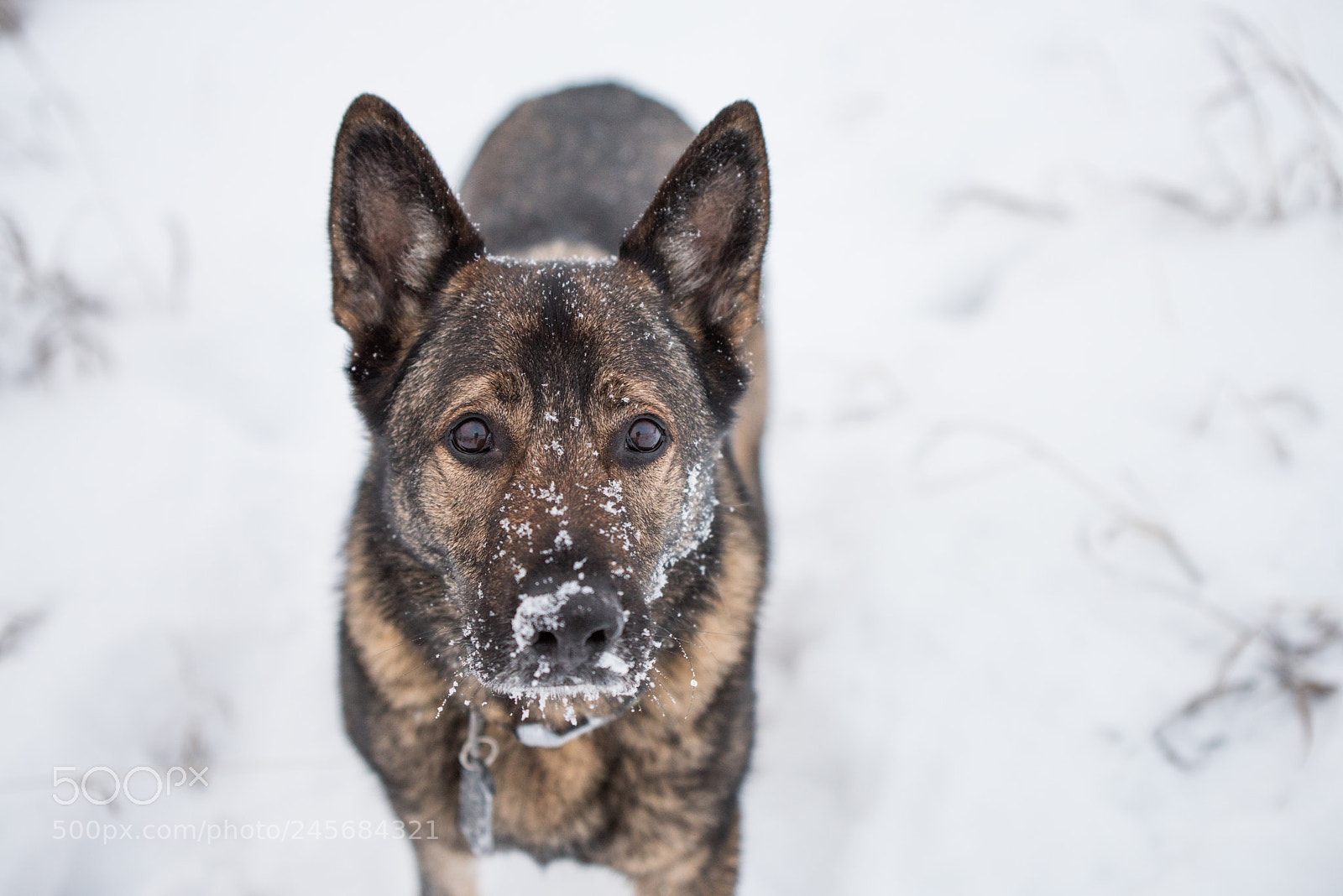 Nikon D810 sample photo. Pure love photography