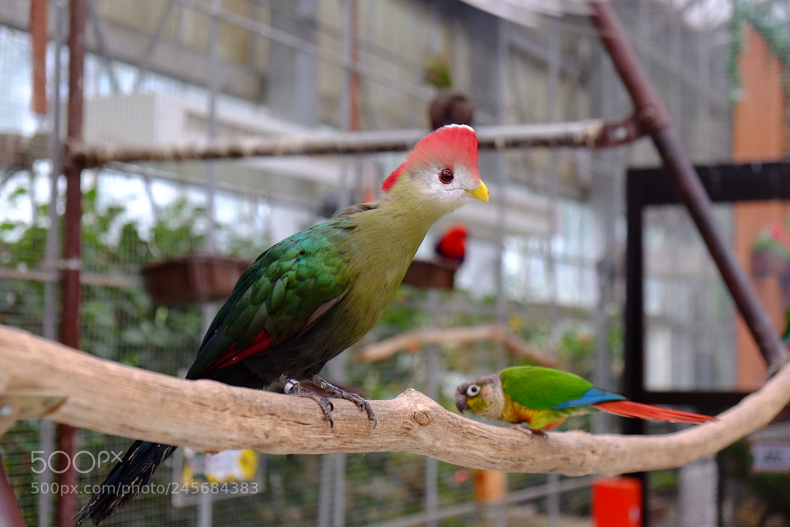 Fujifilm X-T10 sample photo. 萌え photography