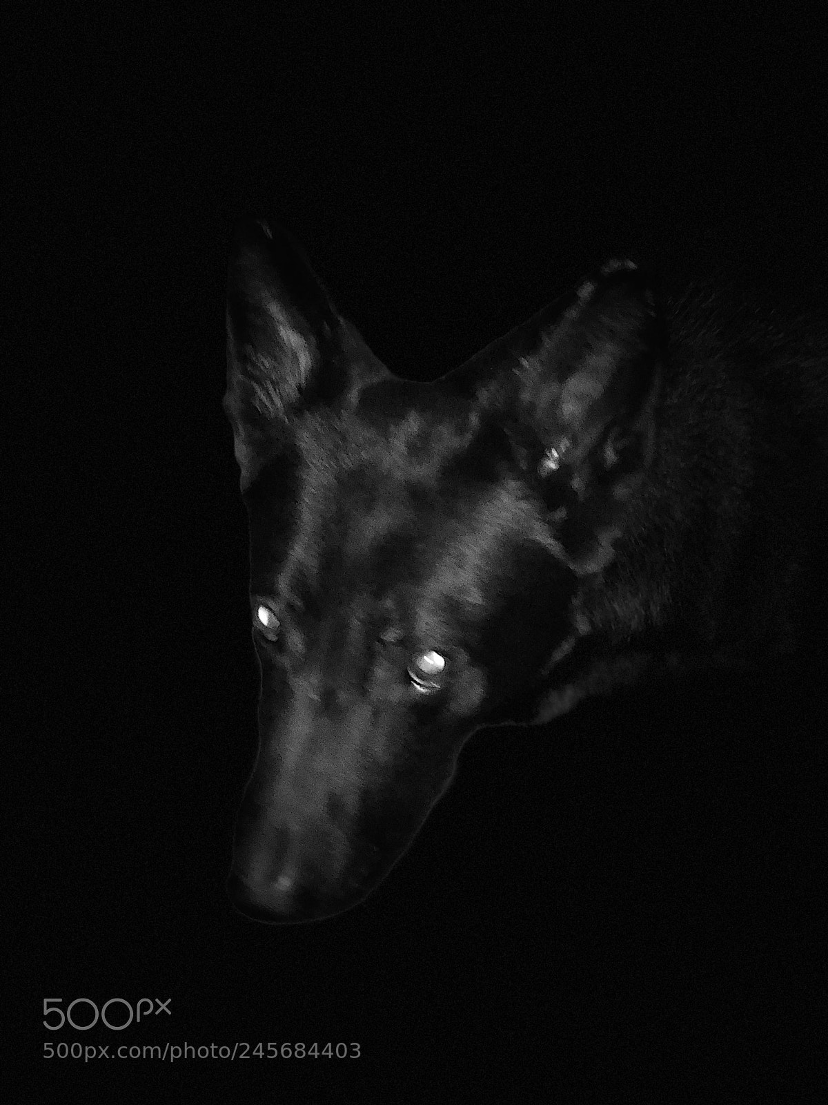 Apple iPhone 8 Plus sample photo. Devil dog photography