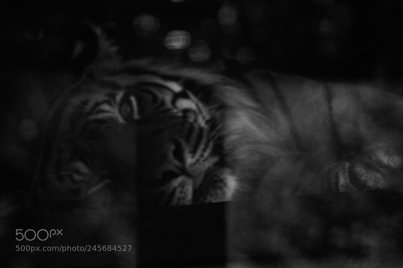 Canon EOS 1300D (EOS Rebel T6 / EOS Kiss X80) sample photo. Sleeping tiger photography
