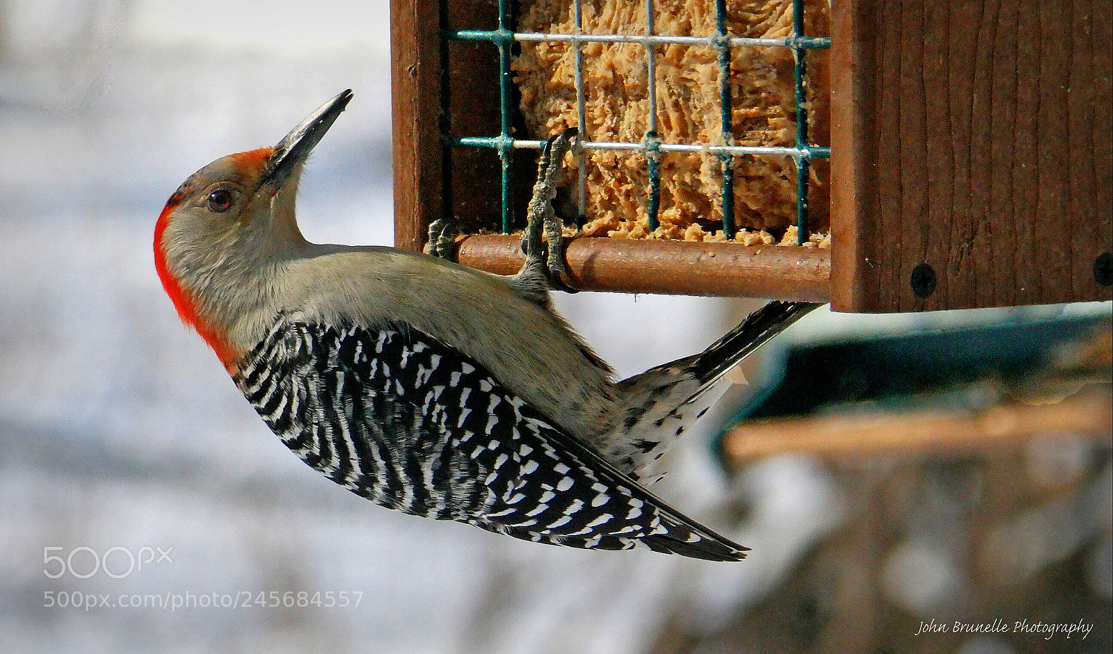 Samsung NX500 sample photo. Red-bellied woodpecker feb 10 photography